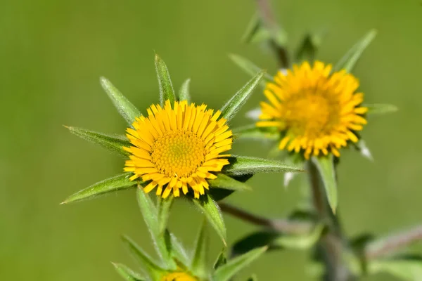 野生植物 自然界中自长的黄色花朵 — 图库照片