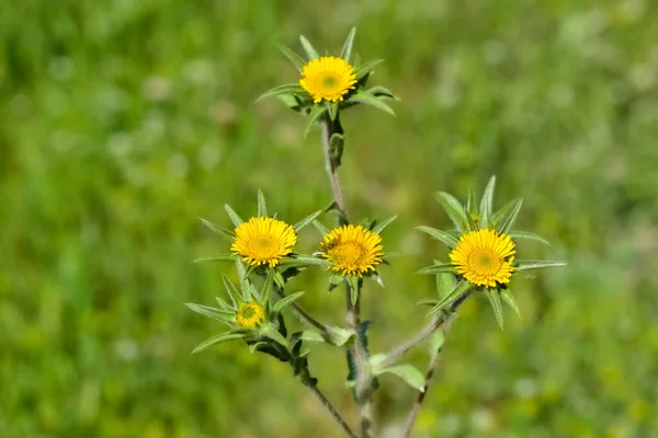 野生植物 自然界中自长的黄色花朵 — 图库照片