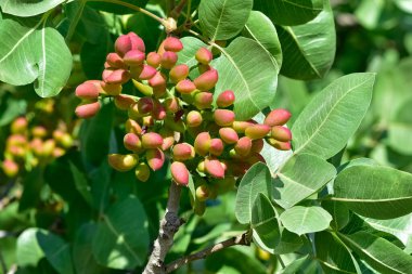 Ağaçtaki taze fıstıkların fotoğrafı.