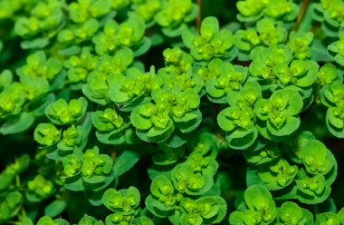 Vahşi bitki resimleri, tıbbi çiçekler. Sperm çiçekleri fotoğrafları.