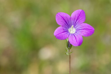 Şifalı bitkiler, tıbbi çiçek fotoğrafları.