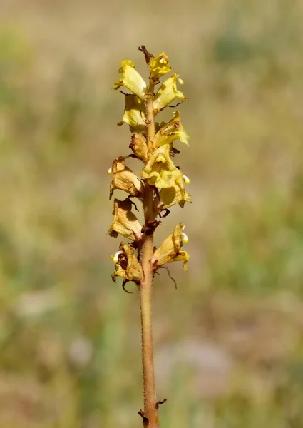 野生の花オロバンチェ植物の写真 — ストック写真