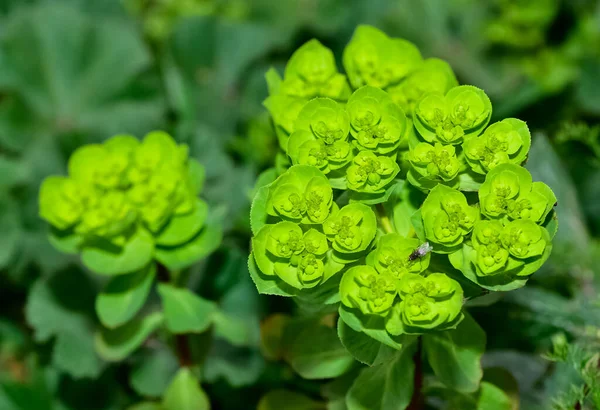 Vahşi bitki resimleri, tıbbi çiçekler. Sperm çiçekleri fotoğrafları.