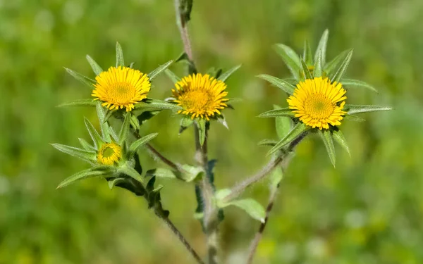 Plantas Selvagens Flores Amarelas Auto Crescentes Natureza — Fotografia de Stock