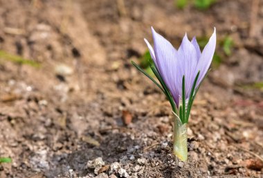 Yabani çiçekler. çeşitli Crocus fotoğrafları.