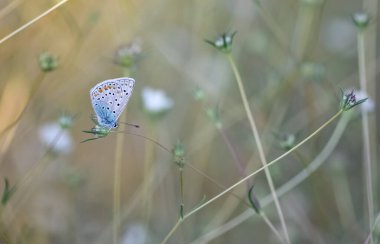 Çiçeklerle beslenen benekli kelebeklerin fotoğrafları