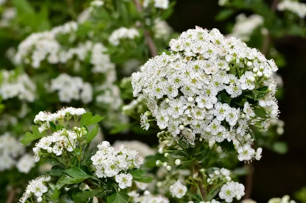 Photos White Hawthorn Flowers Grown Rural Areas — Stock Photo, Image