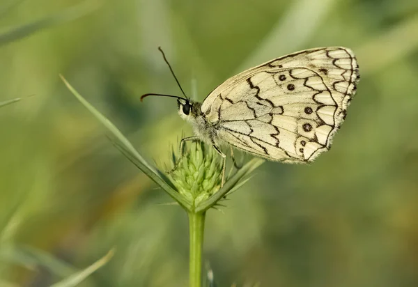 Doğal Hayatta Çiçekler Kelebekler — Stok fotoğraf