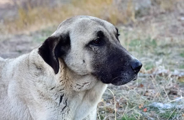 Foto Van Bruine Schattige Puppy — Stockfoto