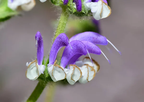 Wild Plant Pictures Medicinal Flowers Plant Blue Flowers — Stock Photo, Image