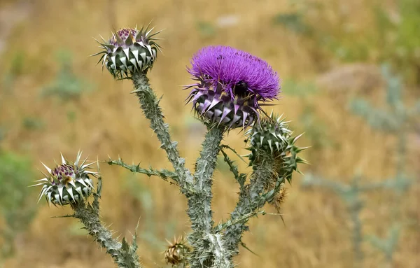 natural thorns, purple flowering thorn photos