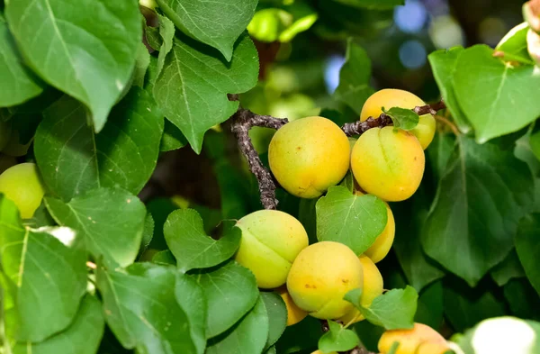 Kayısı ağacı ve olgun doğal kayısı.
