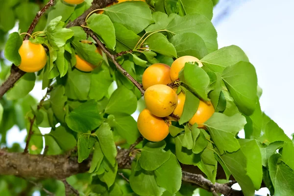Aprikosträd Och Mogen Naturlig Aprikos — Stockfoto
