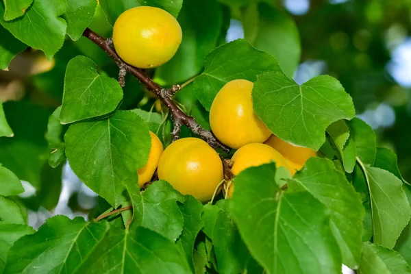 Aprikosträd Och Mogen Naturlig Aprikos — Stockfoto