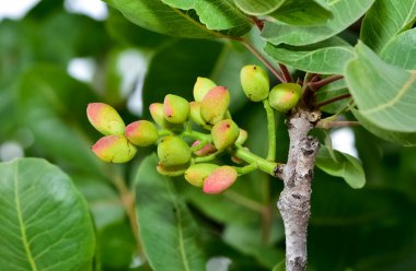 Ağaçtaki taze fıstıkların fotoğrafı.