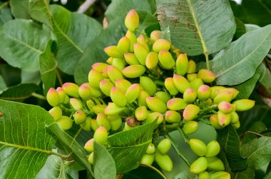 Ağaçtaki taze fıstıkların fotoğrafı.