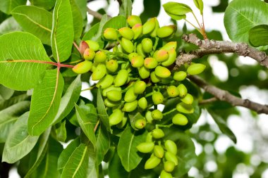 Ağaçtaki taze fıstıkların fotoğrafı.