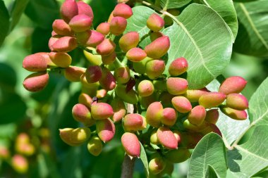 Ağaçtaki taze fıstıkların fotoğrafı.