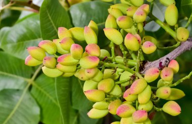 Ağaçtaki taze fıstıkların fotoğrafı.