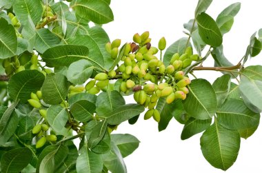 Ağaçtaki taze fıstıkların fotoğrafı.