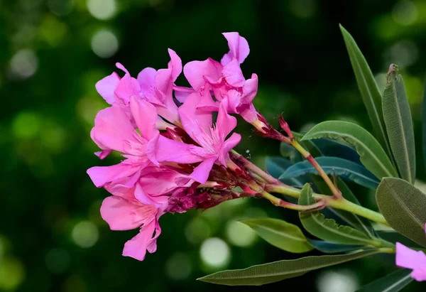 Renkli yabani bitkiler ve çiçekler. Çeşitli renklerde zakkum ağacı çiçekleri.