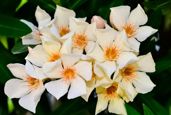 Kleurrijke Wilde Planten Bloemen Oleanderboom Bloemen Van Verschillende Kleuren — Stockfoto