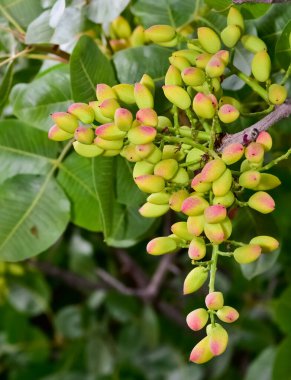 Ağaçtaki taze fıstıkların fotoğrafı.