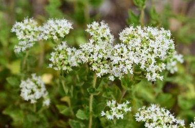 Kırsal bölgelerde büyüyen beyaz çiçekli bitkiler