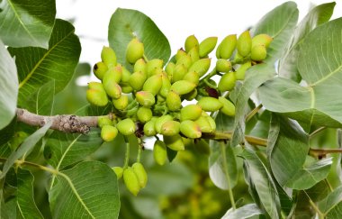 Ağaçtaki taze fıstıkların fotoğrafı.