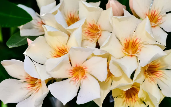 Kleurrijke Wilde Planten Bloemen Oleanderboom Bloemen Van Verschillende Kleuren — Stockfoto