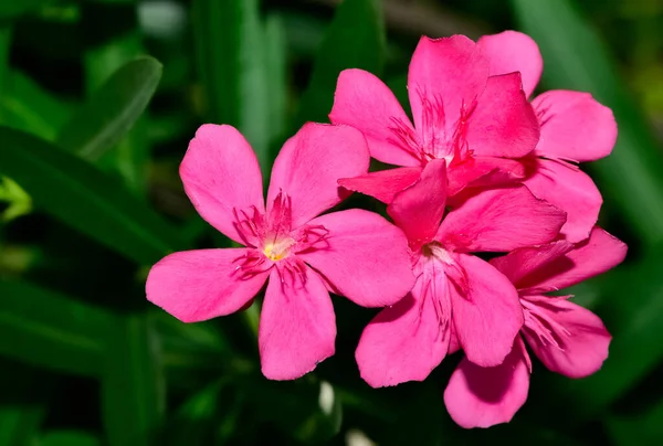 Kolorowe Dzikie Rośliny Kwiaty Oleander Drzewa Kwiaty Różnych Kolorach — Zdjęcie stockowe