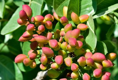 Ağaçtaki taze fıstıkların fotoğrafı.