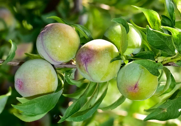 plum tree and ripe natural plum photos