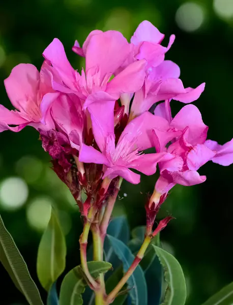 Πολύχρωμα Άγρια Φυτά Και Λουλούδια Άνθη Πικροδάφνης Διαφόρων Χρωμάτων — Φωτογραφία Αρχείου