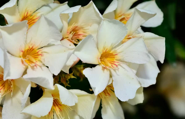 Színes Vadon Élő Növények Virágok Oleander Virágok Különböző Színekben — Stock Fotó