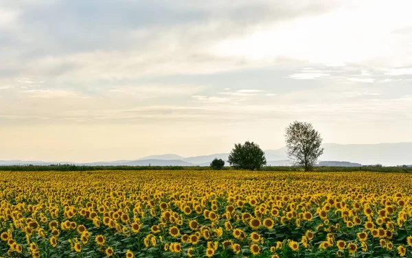 Желтые Цветы Сельскохозяйственная Продукция Фото Подсолнухов — стоковое фото