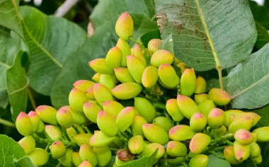 Ağaçtaki taze fıstıkların fotoğrafı.