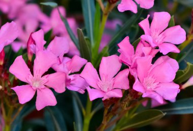 Renkli yabani bitkiler ve çiçekler. Çeşitli renklerde zakkum ağacı çiçekleri.