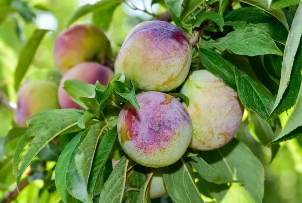 plum tree and ripe natural plum photos