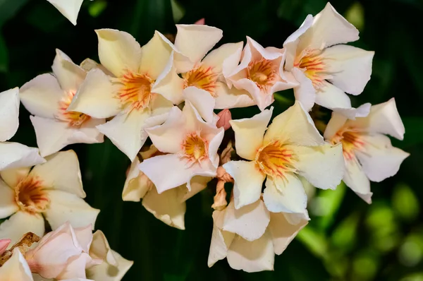 Kleurrijke Wilde Planten Bloemen Oleanderboom Bloemen Van Verschillende Kleuren — Stockfoto