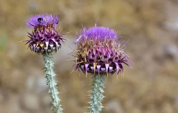 Natuurlijke Doornen Paars Bloeiende Doorn Foto — Stockfoto