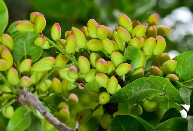 Ağaçtaki taze fıstıkların fotoğrafı.