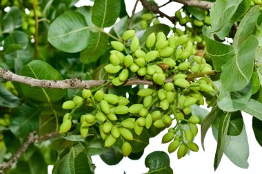 Ağaçtaki taze fıstıkların fotoğrafı.