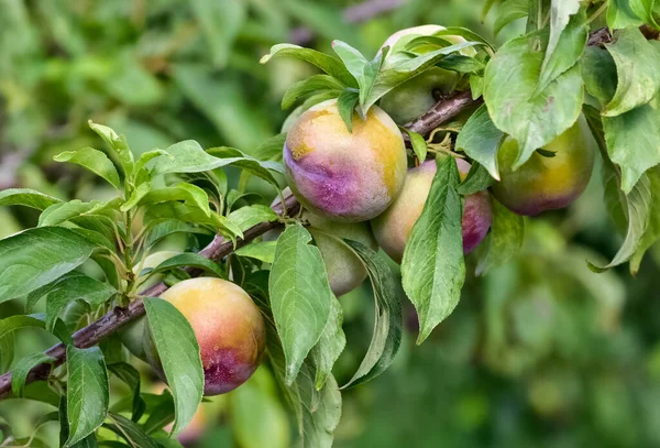 plum tree and ripe natural plum photos