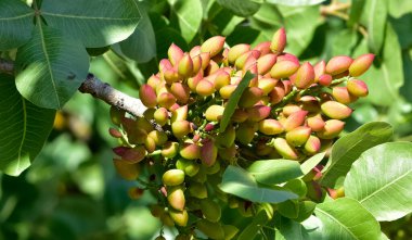Ağaçtaki taze fıstıkların fotoğrafı.