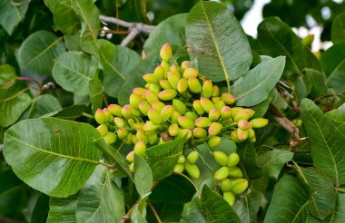 Ağaçtaki taze fıstıkların fotoğrafı.
