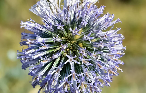 Wild Plants Prickly Plant Photos — Stock Photo, Image