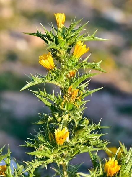 natural thorns and gorgeous thorn photos