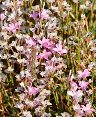 Vahşi bitkiler, küçük beyaz çiçeklerin fotoğrafları.