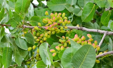 Ağaçtaki taze fıstıkların fotoğrafı.